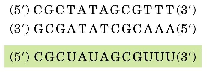 Transcrição DNA fita