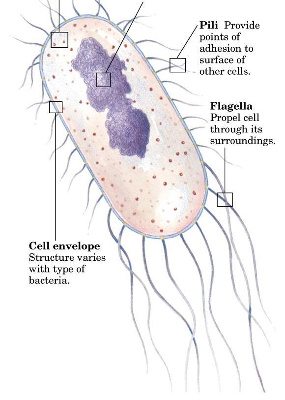 Um célula bacteriana Ribossomos Nucleoide (DNA compactado) Pili Flagelo Não tem organelas (núcleo, mitocondrias, etc) Envelope celular (membrana)