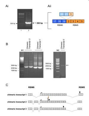 Organização de genes no genoma: novos conceitos 2002: Transcrição quimérica RNA Binding Motif proteins: