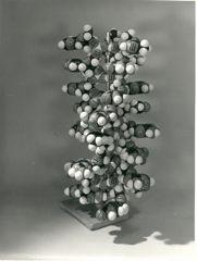 O genoma e sua história Linus Pauling 1953: modelo helicoidal tripla hélice (modelo
