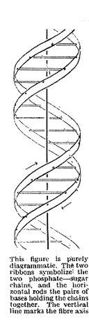 Crick Crick's first sketch of the