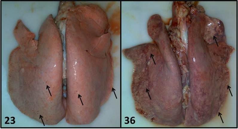 Figura 2 - Aparência macroscópica dos pulmões ovinos infectados pelo MVV.