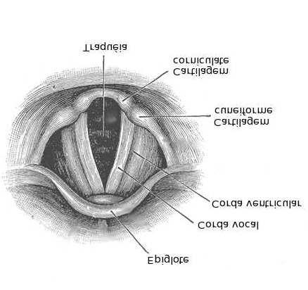 Figura 2.2: Cordas Vocais [54]. Na infância, os tecidos epiteliais da laringe são densos, abundantes e mais vascularizados, com tendência à obstrução e ao edema.