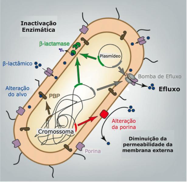 2.3 Mecanismos de resistência A resistência aos antibióticos β-lactâmicos pode ocorrer devido a modificações dos alvos (PBPs), impermeabilização da membrana externa das bactérias de Gram negativo,