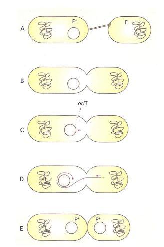 liga as duas entidades em conjunto (o relaxossoma ao transferossoma, formando um canal através do qual o DNA passa para a célula receptora) (Llosa e de la Cruz, 2005; Filutowicz et al.