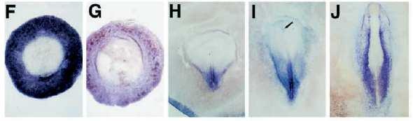 Epidermal 21 A diferença entre a região neural e não neural é consequência da presença ou