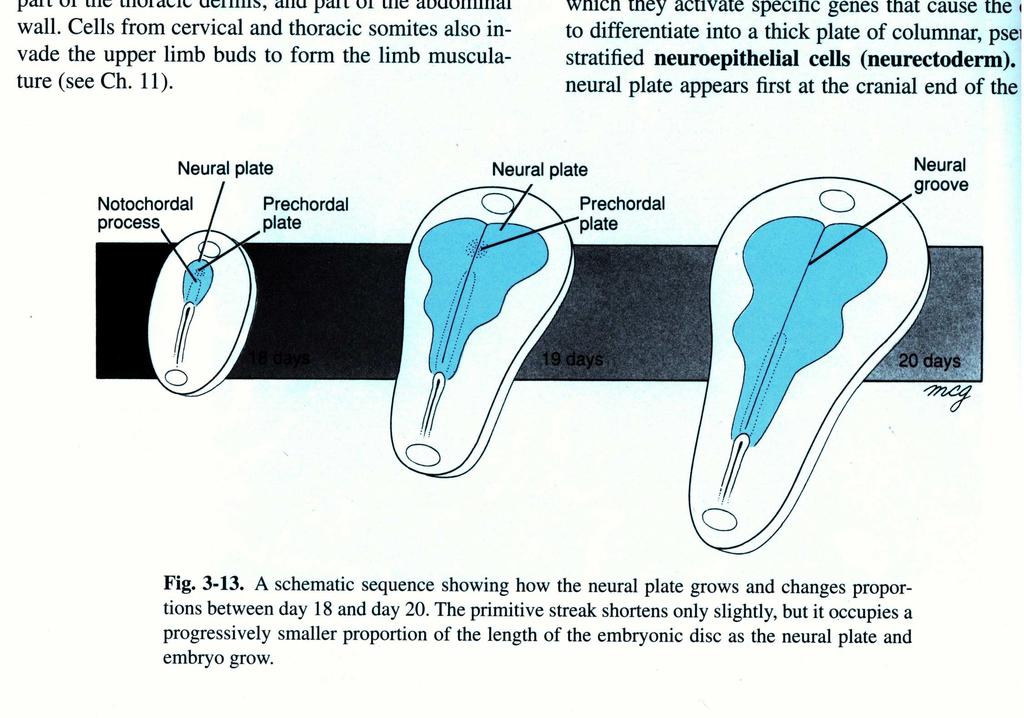 O BMP (Bone Morphogenic Protein) é uma proteína extracelular que atua como ligante de uma via de sinalização, culminando na repressão ou ativação gênica 23 A