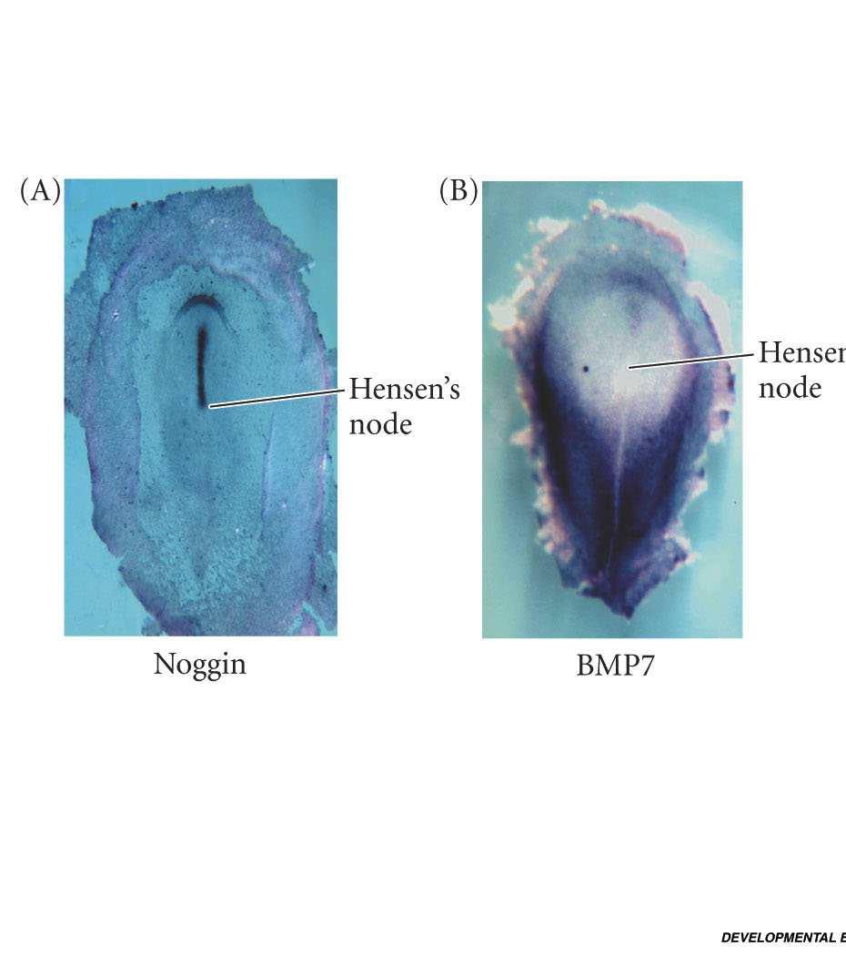 A notocorda secreta proteínas que inibem a sinalização do BMP (Bone Morphogenic Protein) Noggin, um inibidor de