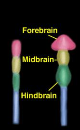 Prosencéfalo Mesencéfalo PROSENcéfalo MESENcéfalo TELENcéfalo DIENcéfalo Rombencéfalo