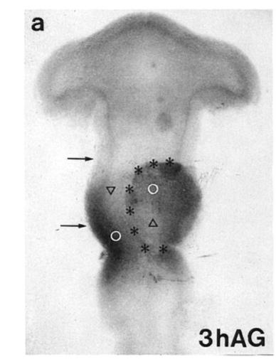 The isthmus can re-specify the rostro-caudal pattern in the mesencephalon control transplant