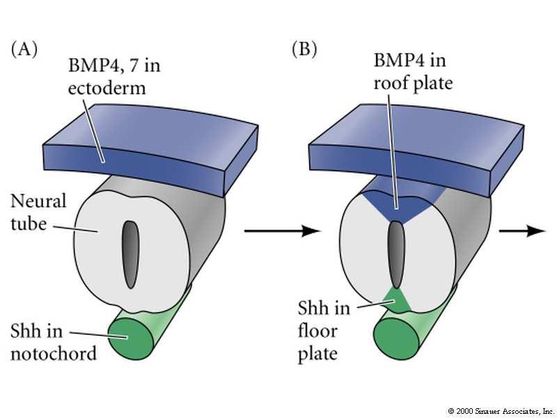The relative proportion of Shh vs BMP signalling determines cell