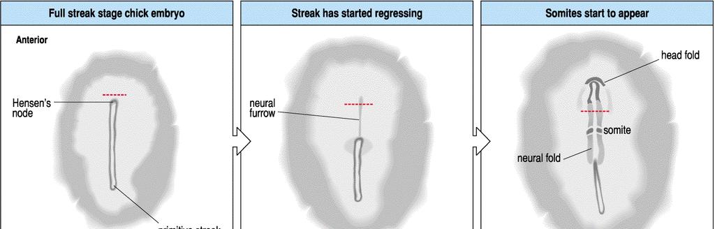 Fenda Neural Placa Neural Ponto de dobradiça Dobra Neural 1.