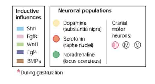 Populações celulares em posições diferentes