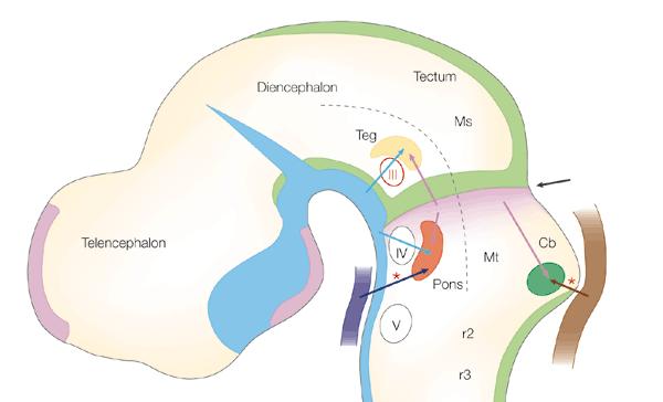 Shh+Wnt 2 3 1 2 Shh+Wnt+BM 3 Nature Reviews