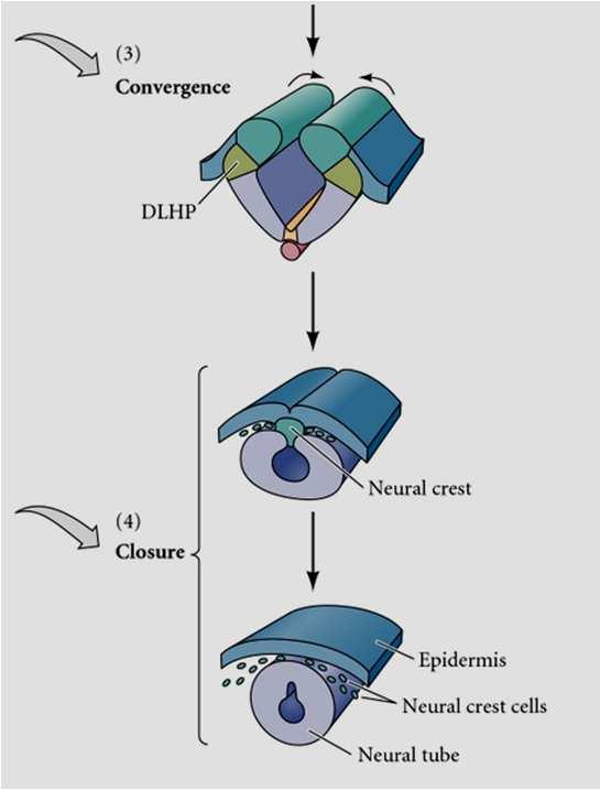 Fusão do Tubo Neural na porção dorsal concomitante com a Migração da