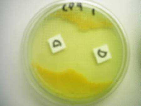 CP9 - Staphylococcus aureus