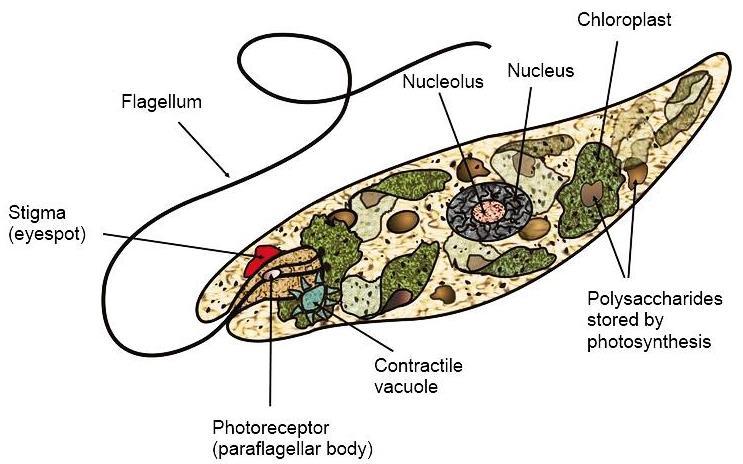 Euglenas -Estigma: estrutura pigmentada e Fotorreceptor: na base do flagelo mecanismo de orientação com relação à luminosidade.