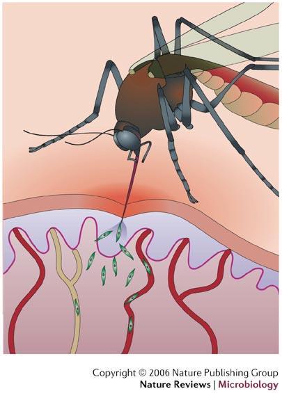 Malária: Vetor, agente etiológico, sintomas Anopheles/ mosquito prego: hosp. definitivo. Agente: Plasmodium vivax (Sudeste da Ásia e América Latina); P. falciparum (Sul do Saara na África).