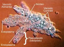 Amebozoários Mixomicetos: solos úmidos, troncos de árvores. Amebas: água doce, solos úmidos, mares, parasitas humanos.