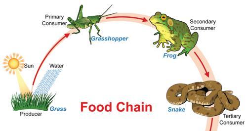 Ecossistema: Princípios e conceitos Componentes heterotrófico: são organismos incapacitados de elaborar o próprio alimento.