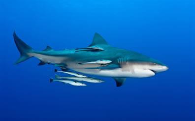 COMENSALISMO (+,0) A RÊMORA E O TUBARÃO A rêmora se agarra ao corpo do tubarão e é transportada enquanto alimenta-se de seus