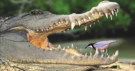 PROTOCOOPERAÇÃO (+,+) AVES-PALITO E CROCODILOS O crocodilo fica livre desses