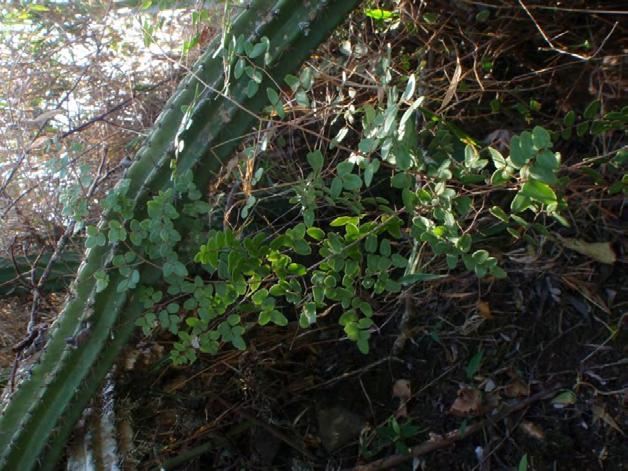 Schefflera arboricola
