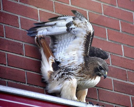 Lições do Falcão e do Pombo É melhor ser um