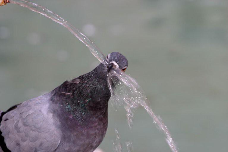 Lições do Falcão e do Pombo.