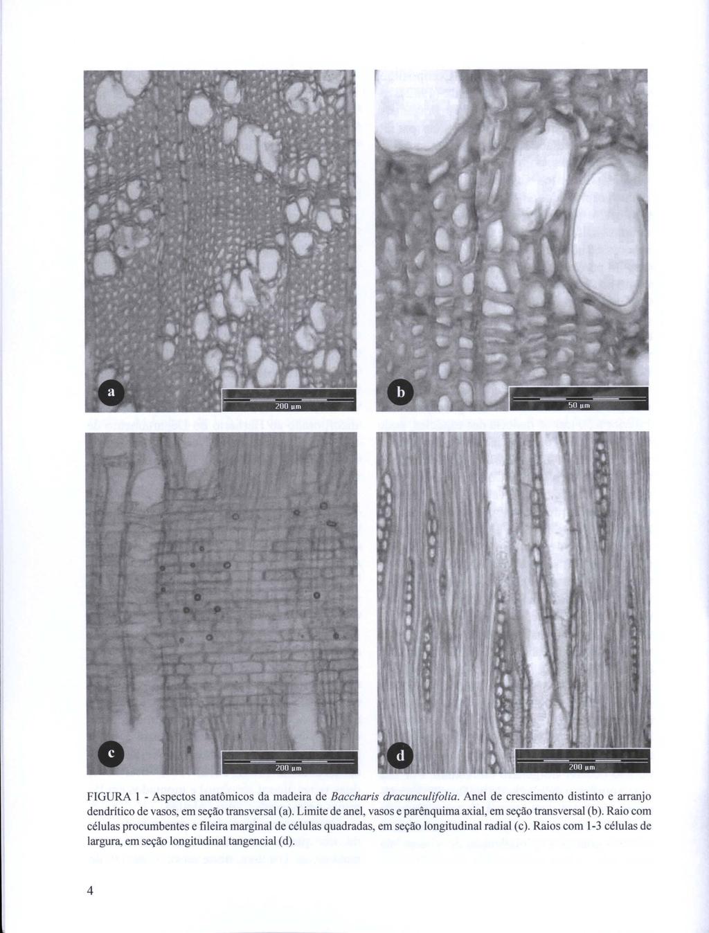 -- -- 200 um --~ -- -- 50prn ----------- 200 um- FIGURA I - Aspectos anatômicos da madeira de Baccharis dracunculifolia.