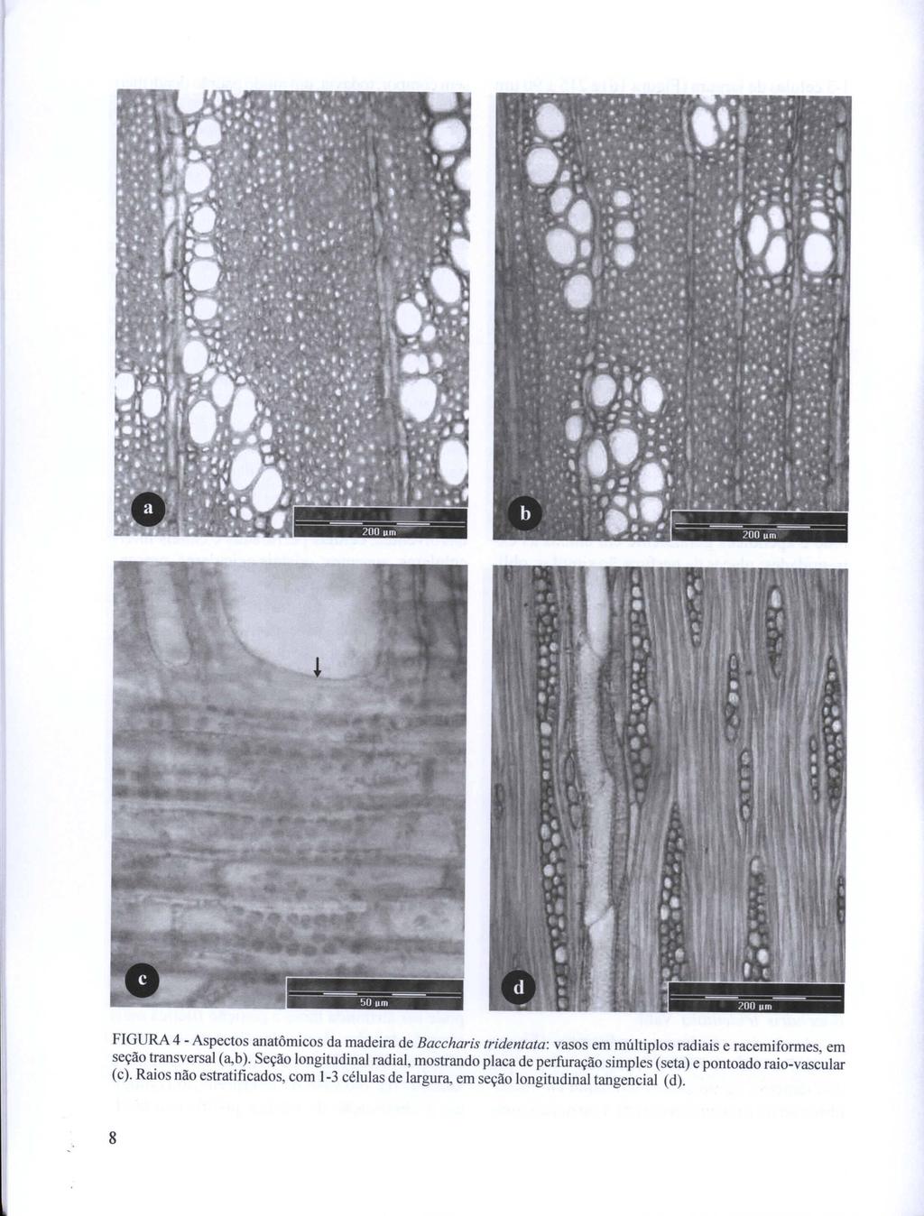 -- -- 50 um = -;;00 ";;;-~ --- FIGURA 4 - Aspectos anatômicos da madeira de Baccharis tridentata: vasos em múltiplos radiais e racemiformes, em seção transversal (a,b).