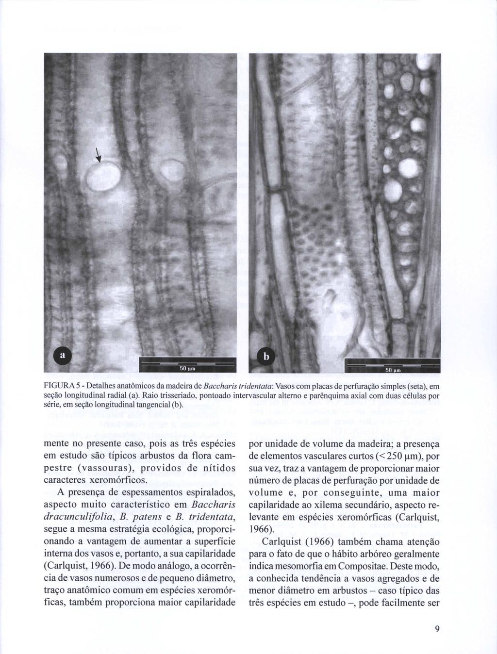 --- - --50om---- - FIGURA 5 - Detalhes anatômicos da madeira de Baccharis tridentata: Vasos com placas de perfuração simples (seta), em seção longitudinal radial (a).