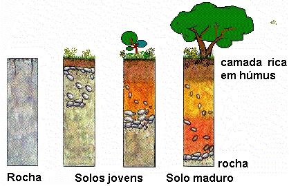 Horizontes no perfil do solo Formação e definição dos horizontes Decomposição Intemperismo Transforma a rocha em material solto Permite a vida de plantas e animais pequenos Folhas e restos de