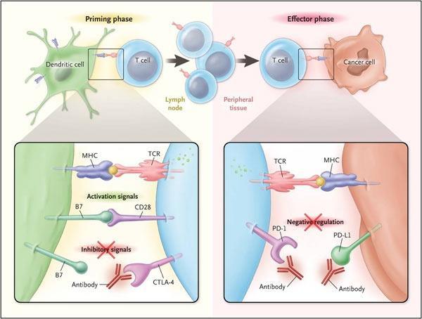 3- Bloqueio das Vias Inibidoras Ipilimumab National