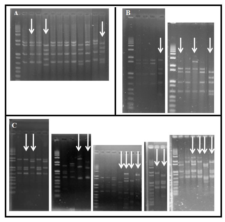 Figura 5: Eletroforese em gel de agarose 1%. Produto de RCA digerido com enzima MspI. As setas brancas indicam alguns dos diferentes padrões observados. Marcador 1 kb plus (Invitrogen).