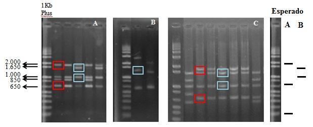 Considerando as bandas esperadas, foi feita a comparação com o padrão de bandas obtido nas amostras testadas. Na maioria delas, foram observadas bandas tanto do DNA-A quanto do DNA-B de ToSRV (Fig.