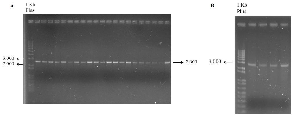 6.3. Clonagem Após a digestão com a enzima escolhida, foi feita a eluição de banda do inserto (Fig. 8A) e a desfosforilação do vetor pbs (Fig.