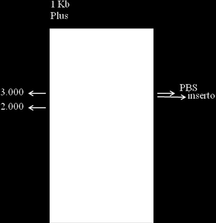 Após a confirmação, as amostras foram sequenciadas. Figura 10: Gel de agarose 1% mostrando o DNA plasmidial digerido com a enzima selecionada apresentando tanto a banda do vetor pbs (3.