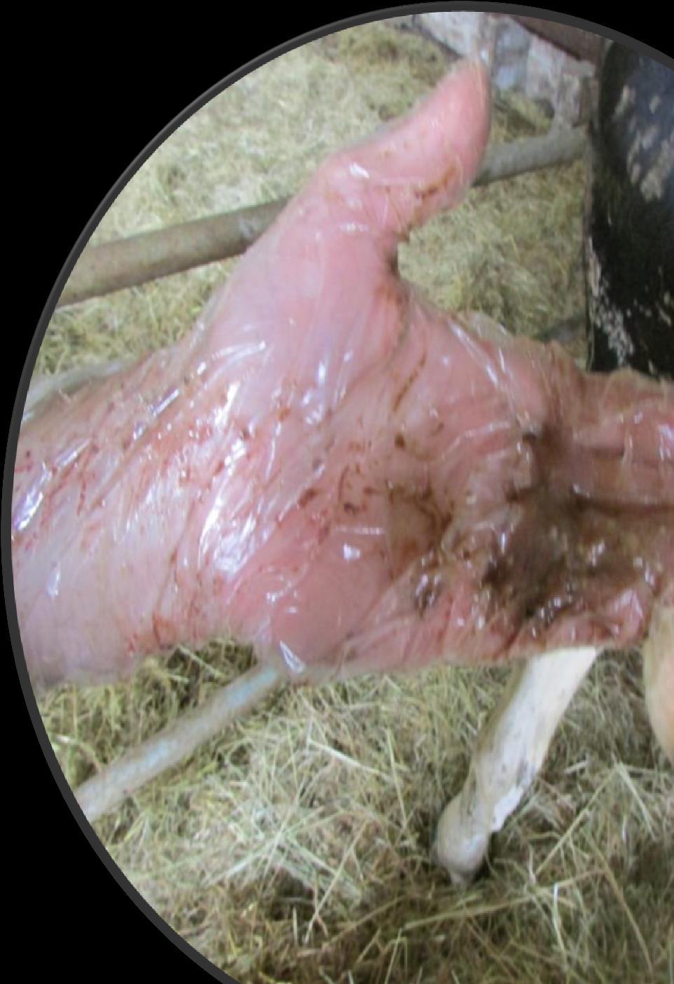 Relato de caso: Deslocamento de abomaso: Omentopexia DAE vacas multíparas, de alta produção e estavam confinadas.