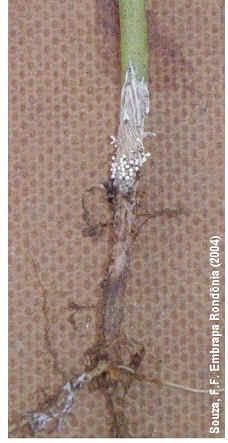 Murcha de esclerócio Ferrugem Uromyces appendiculatus var.