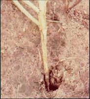 teia micélica: Rhizoctonia solani(thanatephorus cucumeris) Mais comum nas áreas quentes e