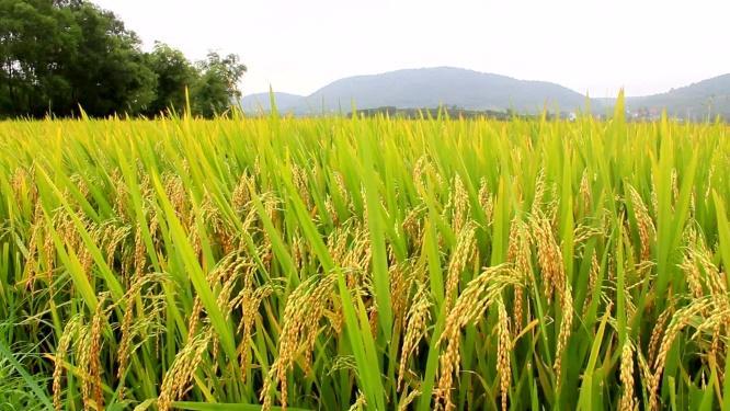 Para cada hectare de milho plantado recebe lucro de $5 e para o arroz $2.