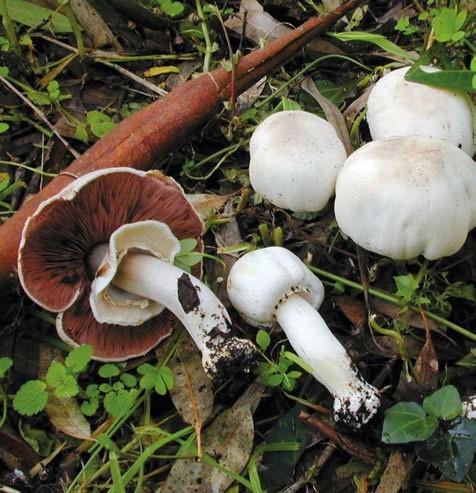 Grupo A - Agaricoides com lâminas Cogumelos com lâminas debaixo do chapéu Zona Industrial Camporês, Lot.