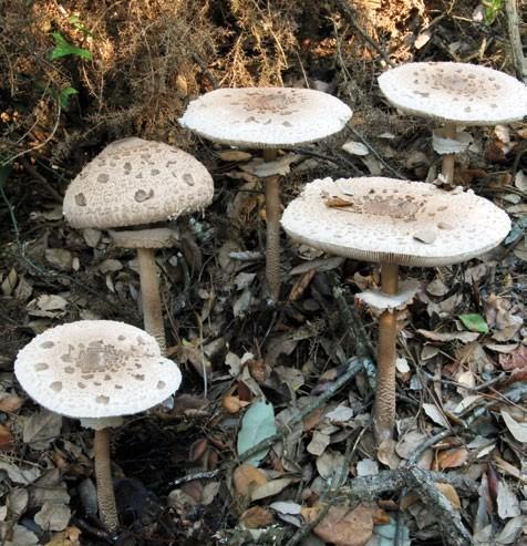 Grupo A - Agaricoides com lâminas Cogumelos com lâminas debaixo do chapéu Zona Industrial Camporês, Lot.