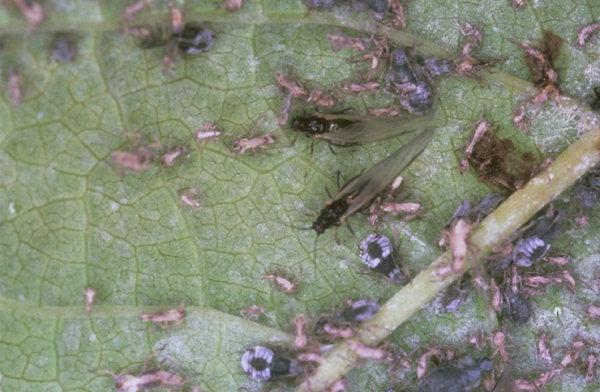 AFÍDEOS: Homoptera, Aphidoidea Brachycaudus helichrysi; Áptera vivípara, cor verde e sifões curtos; Alada vivípara, cabeça e tórax