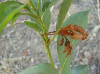 Anarsia lineatella Zeller Espécie polífaga (amendoeira, ameixeira, cerejeira, pessegueiro,.). Hiberna como larva na própria árvore, etc.