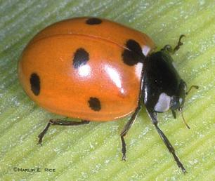 Entomofauna associada à amendoeira Stethorus punctillum Scymnus (Pullus) subvillosus Scymnus