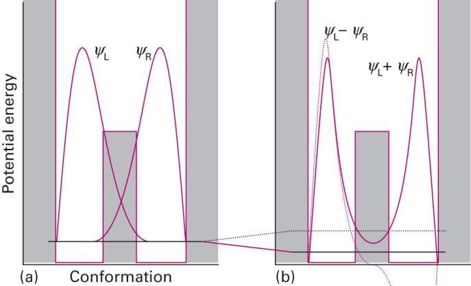 (a) Em uma primeira aproximação, a molécula oscila como uma partícula em uma caixa nos dois poços de potencial: as funções de onda correspondem ao estado fundamental da partícula em uma caixa,