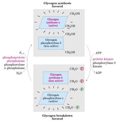Regulação da Glicogênio Sintetase insulina