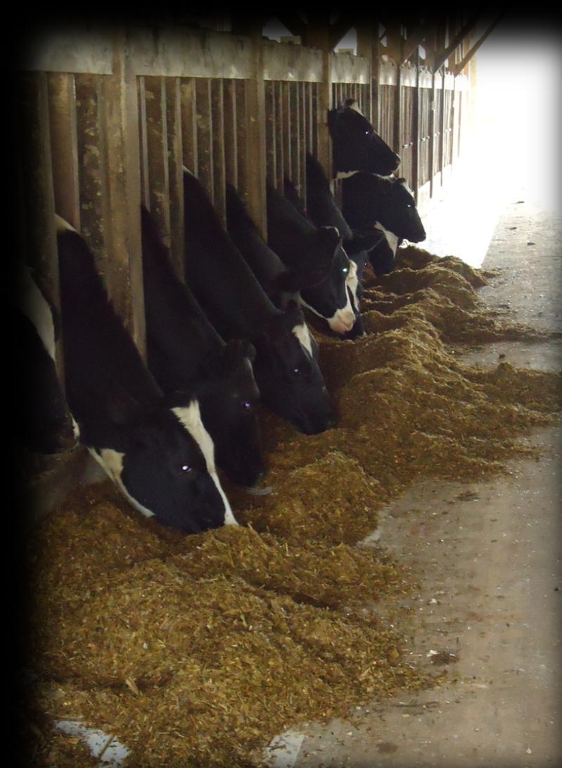Manejo Nutricional: Agrupamento em lotes: Produção x Dias em Leite x ECC Lote de vacas recém-paridas: Controle diário